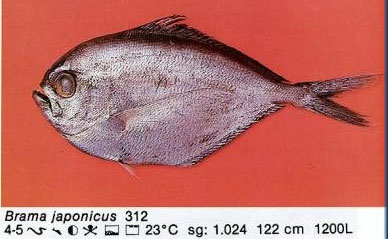 Brama japonicus